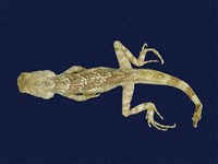 藏品(斯文豪氏攀蜥)的圖片